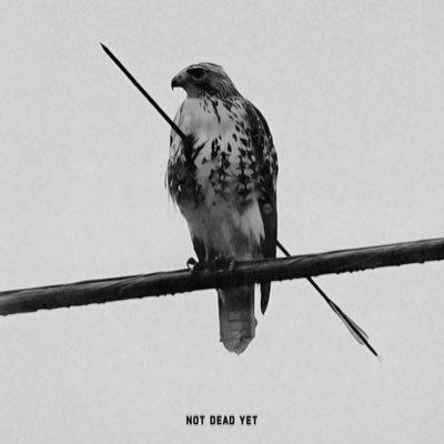 SavageMonkeyDog's profile picture. Seventh Son and the First born. Trial by Error. Blessed by Curses. born1992-died2022 survived2022- Simulations Specialist Problem Solving and Acquisitions♥️W+T