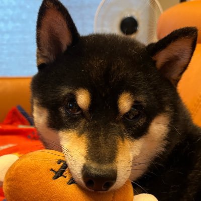 SHINJIHAMA2451's profile picture. 