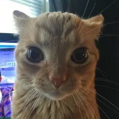 DiokesVfx's profile picture. Video editor 🔥