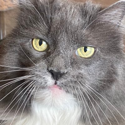 eleanorisgay's profile picture. fat, gay, gummy, and 10 😸