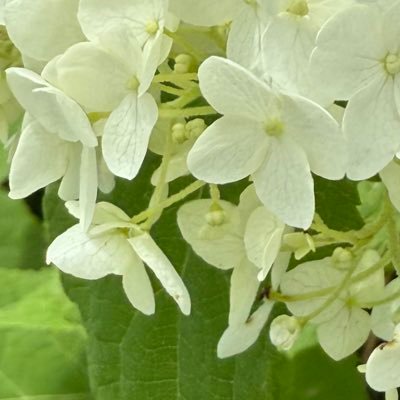 OKzs31433's profile picture. 2025/9/5→スキルス胃がん ステージ Ⅲc／40代／🐈‍⬛🐈‍⬛🐈と暮らしてる／♡は応援・共感を含む／闘病垢さんのみフォロー＆フォロバ(⋆ᴗ͈ˬᴗ͈)”／DM苦手派です💦