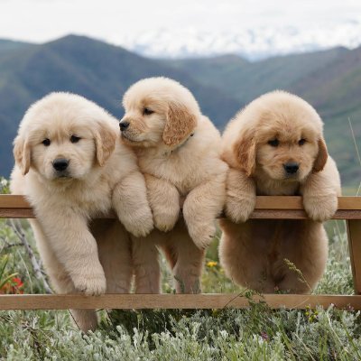 @CuteDogs1152359