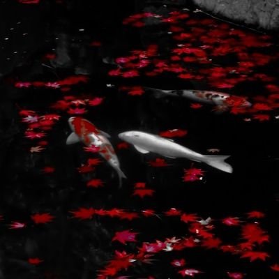 19. 🌹
Like a roses, my petals as red as the chaos inside my head flutter open.