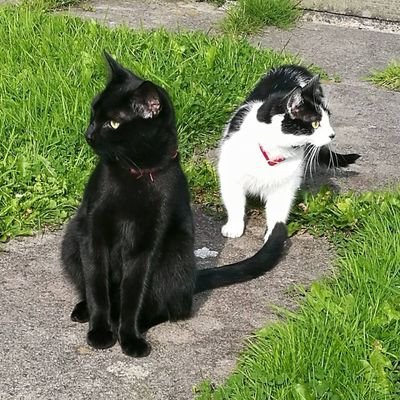 AlfiandKodi's profile picture. 