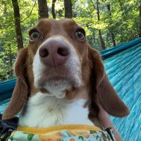 BigBeagle - BEAGLE (@bigbeagletoken) 's Twitter Profile