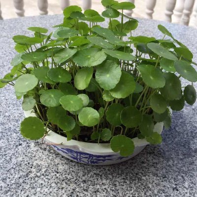 YokoOno49's profile picture. Crypto miner supporting network security