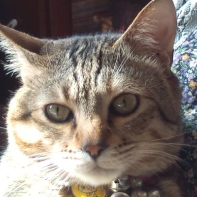 I8WFRtdWMT78016's profile picture. 【1日3時間で月収1万円稼ぐ方法の実践報告をしていきます。】
ブログアフィリエイトを始めて2年、失敗と停滞の連続。日々教材を実践しながら夢に向かって継続し続けています。失敗から学んだことやちょっとした成功例などをツイートしていきます。メルマガでは楽天アフィリの記事を配信しています。登録待ってま～す。