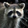 Panda_Whisperer's profile picture.