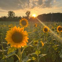 rejoice 🌻 (@sunflowerpains) 's Twitter Profile