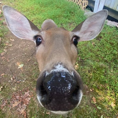 Old account was hacked. I feed deer and collect cardboard. Trying to find some of the 4500 followers I lost 🤷🏻♂️