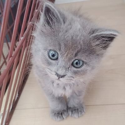 Miyabi347461820's profile picture. 毎日笑っていたいだけ！
息子は極真空手boy♡の優男
保護猫🐱すみこ♡
#北海道 #でっかいどう #猫好き #世界総極真 #高橋道場 #中2男子 # ママ#極真空手 #息子応援隊隊長#保護猫#グレー猫