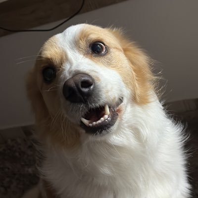 wtf_capeletti's profile picture. 