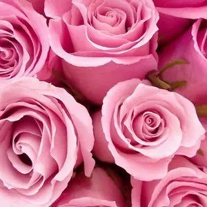 DenkB9RbcS82953's profile picture. 