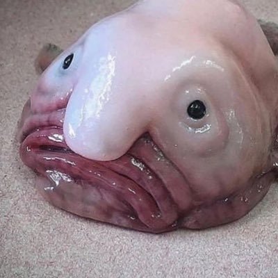 FYtpMSDqpe8URQt's profile picture. 立憲共産社民から支持を受けています　天安門