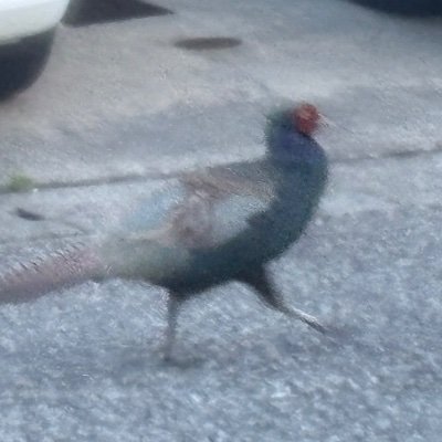 wotakunojiga's profile picture. オタクの自我です。アイドルさんが大好きです。ど新規ですが優しくしてください。