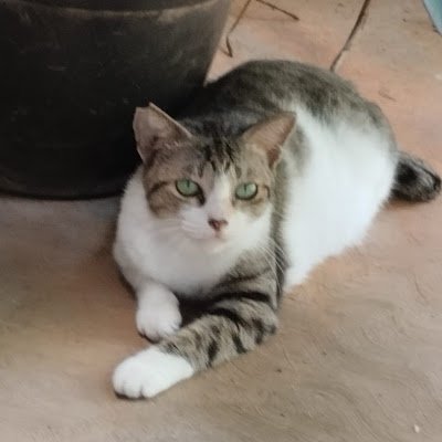 GentaWeru5096's profile picture. 