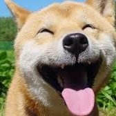 Highlighting sweet dogs and inspiring dog stories from different parts of the world.