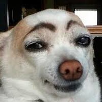 Bark & Love (@barklove2) 's Twitter Profile