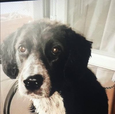 Josemar29432808's profile picture. Pamplona,
 2 septiembre 1966.
 Luna 🐶.