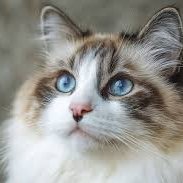 Meow & Magic (@mmeow_magic) 's Twitter Profile