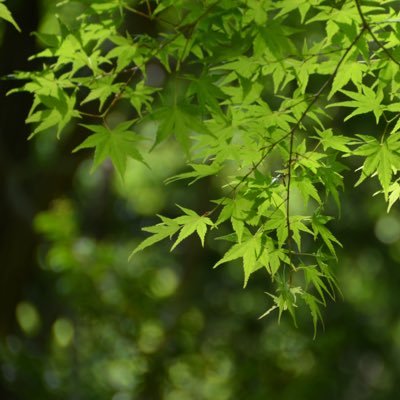 日本の未来を憂う10代学生/反グローバリズム🇯🇵/移民断固反対/未接種💉/選択的夫婦別姓反対/減税&積極財政/メガソーラー反対🌱/ご先祖様たちに恥じない生き方を🌸/DM・エロ・投資❌/参政党🟠支持者の方フォロー大歓迎🍊/無言フォロー失礼します