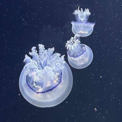 こんにちは、都市伝説解体センターに脳をジャックされたくらげです。ネットの海を漂いファンアートをいいねし妄想を書きます。なんでも食べるくらげです。20↑