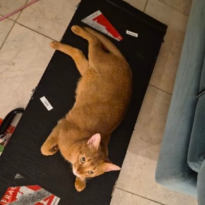 enchantdyh's profile picture. 絕 無 僅 有