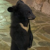 Bichi (@bichislaps) 's Twitter Profile