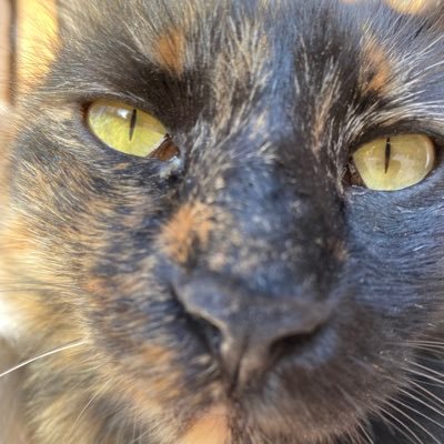 runa04150516's profile picture. University of Cambridge, University College London からオファーをいただきました。IELTSは14 回受けてOA7.5で、奨学金はロータリー財団様と埼玉発世界行き奨学金に合格しました。IELTS, 院試と奨学金関連の質問はいつでもお気軽にご連絡ください！🙌🏻