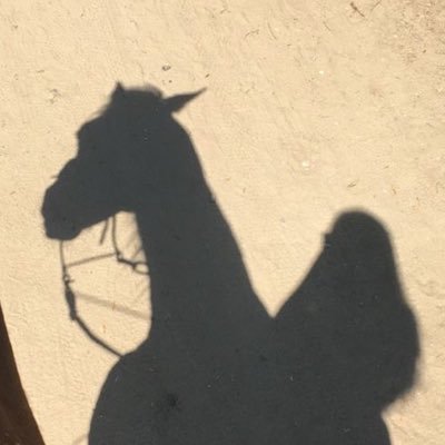 hava0000000's profile picture. 