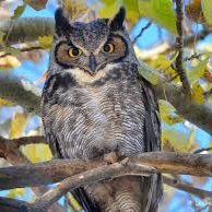 We hope to inspire people to value the uniqueness, brilliance, and beauty of owls.