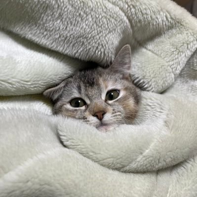 SYURI_sama11's profile picture. メスのマンチカン、「しゅり」さんの日頃の様子を投稿してます。 YouTube → https://t.co/cy27AGWTvd