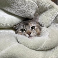 しゅりさんねる (@syuri_sama11) 's Twitter Profile