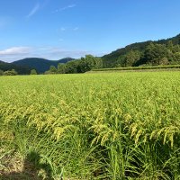 アイガモファーム小野越｜無農薬米を届ける (@aigamofarm) 's Twitter Profile Photo