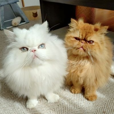 shiromaru_0823's profile picture. エキゾチックショートヘア(ロング)のしろまる4歳♂ちゃあこ2歳♀の兄妹の成長の記録です🐾 🐾 🎂🤍2021.8.23 🎂💛2023.7.7😺😺🙆‍♂️🙆‍♀️🏠️
無断転載🆖ﾌｫﾛｰ後即のDM(挨拶他)いりません🆖🙅 ※鍵ｱｶさんからのﾌｫﾛｰはﾌｫﾛﾊﾞしていません