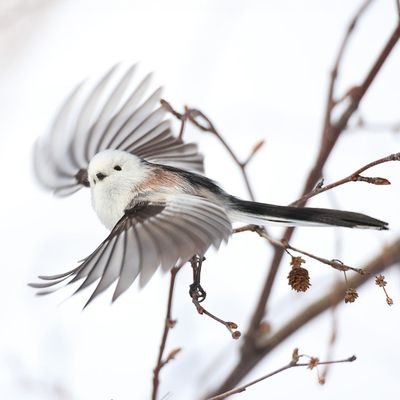 haasueagle's profile picture. xiaomiとか好きな人です

別アカ
@wasisimaken