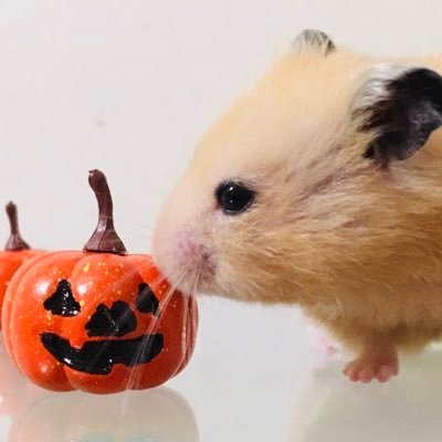 🎃日常垢|時々何か呟きます🐹|i do not reply to direct messages⚠️特に海外のスパム垢👻⃤ₛ ҉|猫🐈⬛|洋楽|映画|スイーツ🧁|ホラー👻|綺麗な写真|もふもふ|声フェチ|ISFP⇔INFP-A|Walker #9※※※※ 🎭🪄︎︎✨🎃