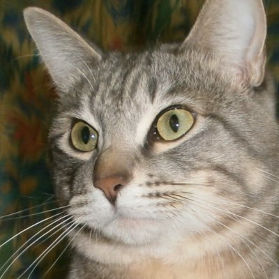 じゃがいも星人さんのプロフィール画像