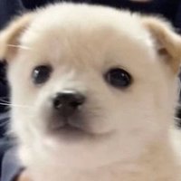 ㄹ (@lizeuezil) 's Twitter Profile
