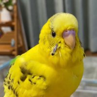 阪神ファン インコのキー太 (@dd2ao) 's Twitter Profile