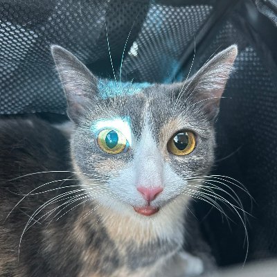 neighh 🇰🇷🇺🇸 구독계에여 pls don't block!! 私はインターネット猫を集めています。 すみません。 そしてよろしくお願いします🫶 @minecraft @vintagestory_