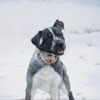 sunrobot (@jonewang7) 's Twitter Profile Photo