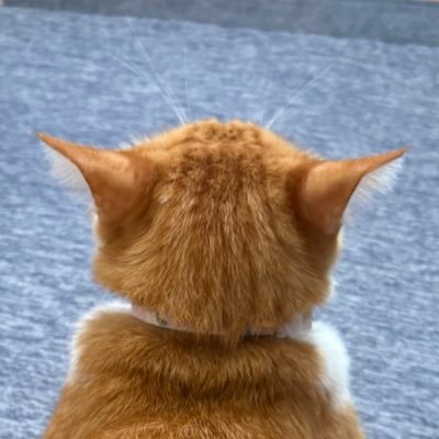 ri_san9421o's profile picture. ネコとゲームとXGたまに釣り。なんやかんやでDBDばっかやってます