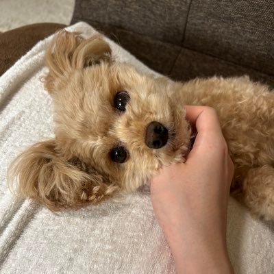 pinattu0520a's profile picture. 公認会計士資格、簿記一級、FP一級の取得を目指してます！/参政党、日本保守党、平野雨龍様、トランプ様を支持してます。/DMはスパム以外はなるべく返します。
