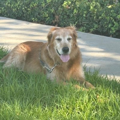 Christian, hard working, mom, grandma to a Golden Retriever. Matthew 25, senior Swiftie, BLM, fight white nationalism, Slava Ukraine!