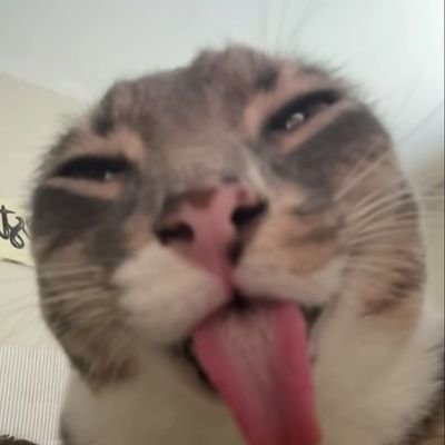 fdewa0's profile picture. freaking weird girl act like a cat 🐱