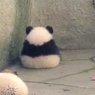 Cow enthusiast 🐮 sapphic feelings dumping account. minor dni.