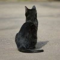 🐱吾輩は黒猫である🐈🐾♿️🌸予備垢 (@zweite_katze_) 's Twitter Profile