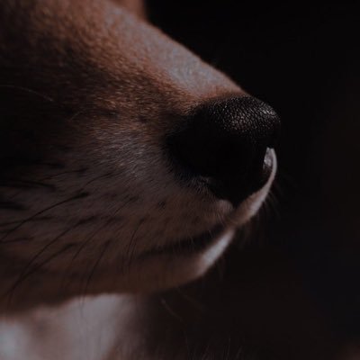 he / him || NSFW acc || 26 || -18, zoos, pedos, sh and ED glorifiers DNI