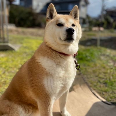 1630_kamekichi's profile picture. ただ、平和に暮らしたい。空を眺めて、幸せだねと言っていたい。日本を守りたい。未来あるこどもたちを守りたい。 それだけなんだけどなぁ〜